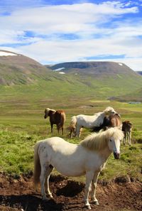 Horses grazing on grassy field