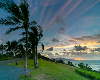 Scenic view of palm trees against sky during sunset