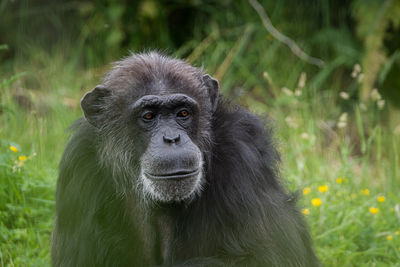 Portrait of a chimpanzee