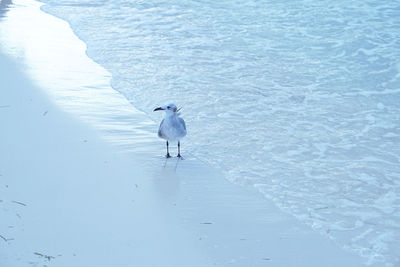 High angle view of seagull on beach