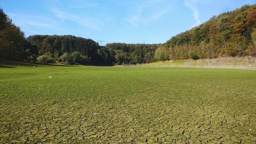 Scenic view of field by trees against sky