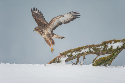 Dead bird flying over snow covered landscape