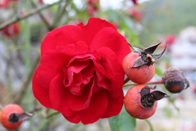 Close-up of insect on red flower