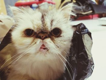 Close-up portrait of a cat at home