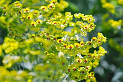 Close-up of yellow flowering plant