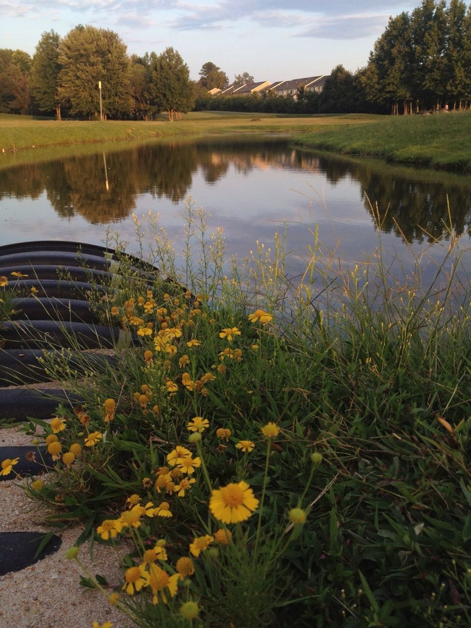 water, lake, reflection, growth, tree, tranquility, beauty in nature, tranquil scene, nature, plant, flower, scenics, pond, sky, green color, day, standing water, grass, freshness, outdoors