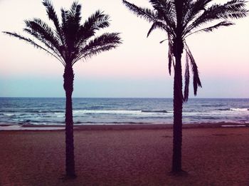 Palm tree on beach against clear sky