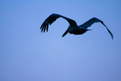 Low angle view of bird flying against clear blue sky