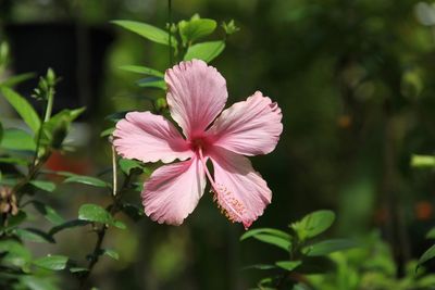 Close-up of pink flowering plant