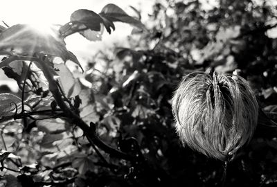 Close-up of wilted flowering plant
