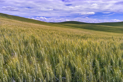 Scenic view of field against cloudy sky