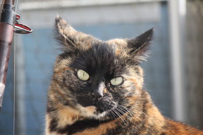 Close-up portrait of cat