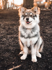 Portrait of a young puppy finnish lapphund dog sitting on the ground