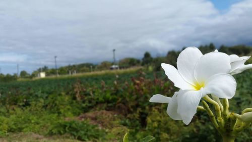 Close-up of white flowers blooming in field