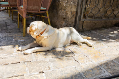 dog