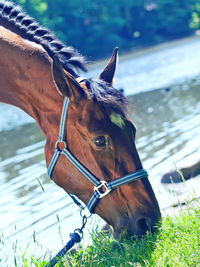 Close-up of horse grazing on grassy land against lake