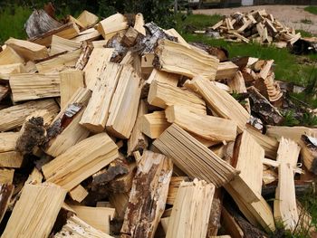 Stack of logs in forest