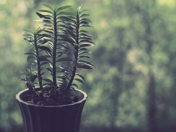 Close-up of potted plant