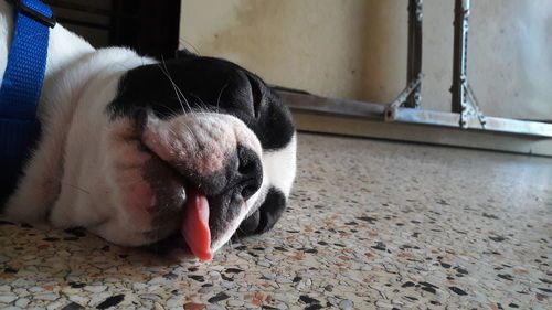 Close-up of a dog sleeping