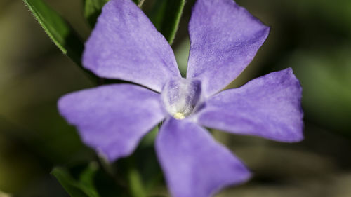 Close-up of flower