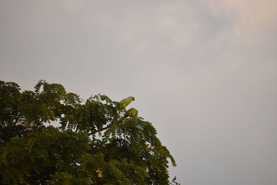 Low angle view of bird perching on tree against sky