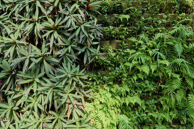 High angle view of bamboo plants on field