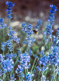 Close-up of bee pollinating on purple flowering plant