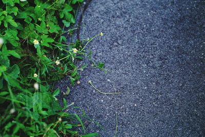 Close-up of plant growing outdoors