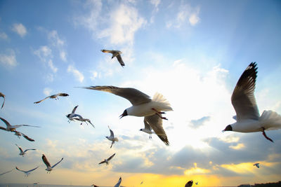 Low angle view of seagulls flying