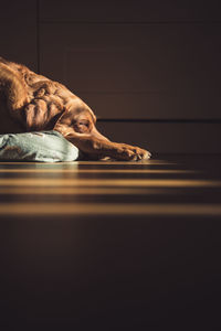 A sleeping labrador dog in warm light from a window