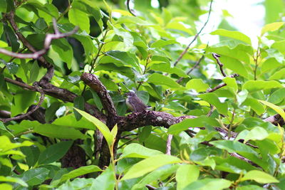 Bird perching on branch