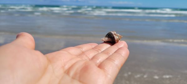 Close-up of hand holding leaf at beach