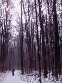 Bare trees in forest during winter