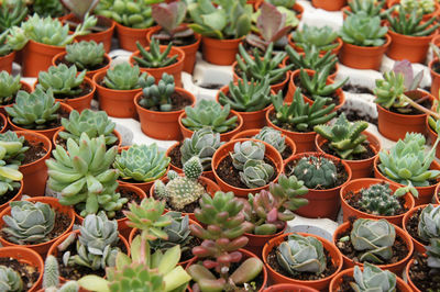 Full frame shot of potted plants for sale