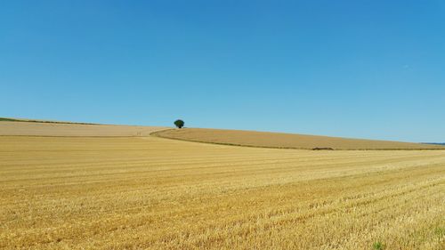 Scenic view of field against clear blue sky