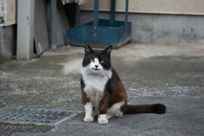 Close-up of cat