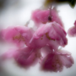 Close-up of pink flower