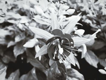 Close-up of flowers blooming outdoors