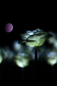 Close-up of rose blooming