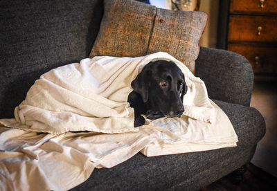 Dog on sofa at home