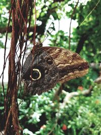 Close-up of caterpillar on tree