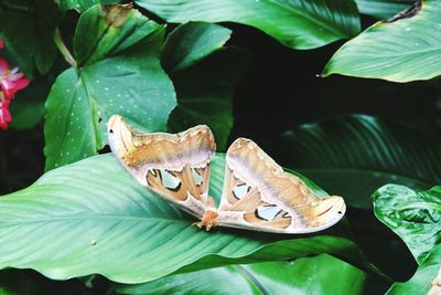 Close-up of butterfly on plant