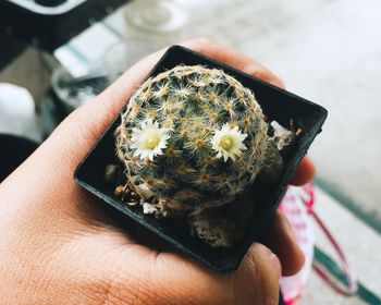 Close-up of hand holding cactus