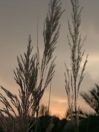 Plants growing at sunset
