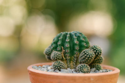 Close-up of potted plant