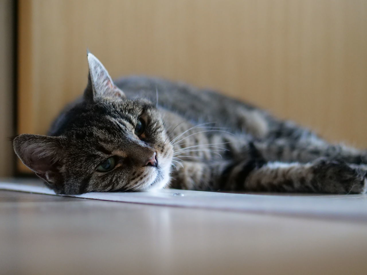 CLOSE-UP OF A CAT RESTING