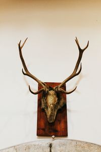 View of deer mounted on wall