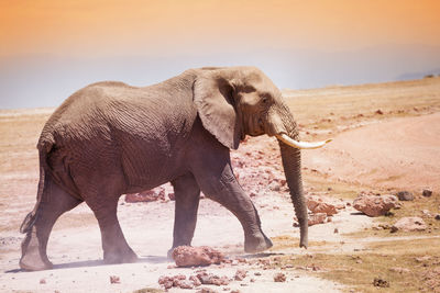 Side view of elephant standing on land