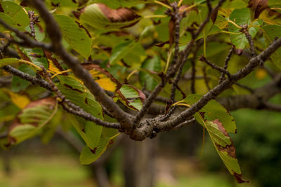 Close-up of leaves on branch