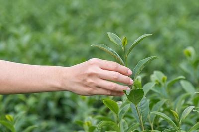 Close-up of hand holding plant on field